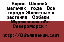 Барон (Шарпей), мальчик 3 года - Все города Животные и растения » Собаки   . Мурманская обл.,Североморск г.